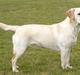 Labrador retriever Drumbeat Bossa Nova 