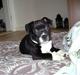 Staffordshire bull terrier Beauty