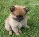 Pomeranian Nala