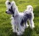 Chinese crested powder puff mini
