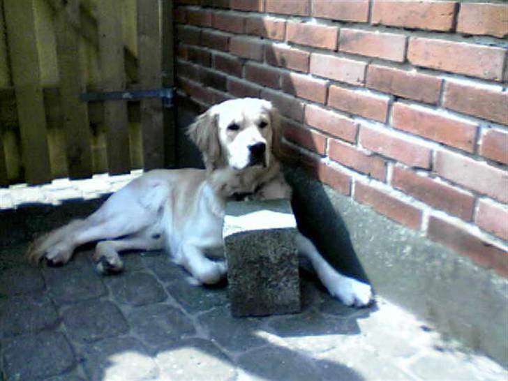 Golden retriever Nova billede 9