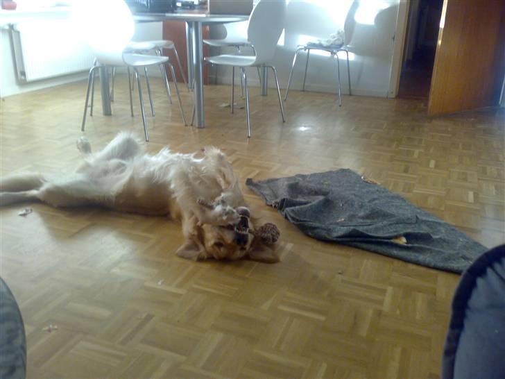 Golden retriever Nova billede 10