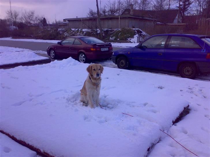 Golden retriever Nova billede 12