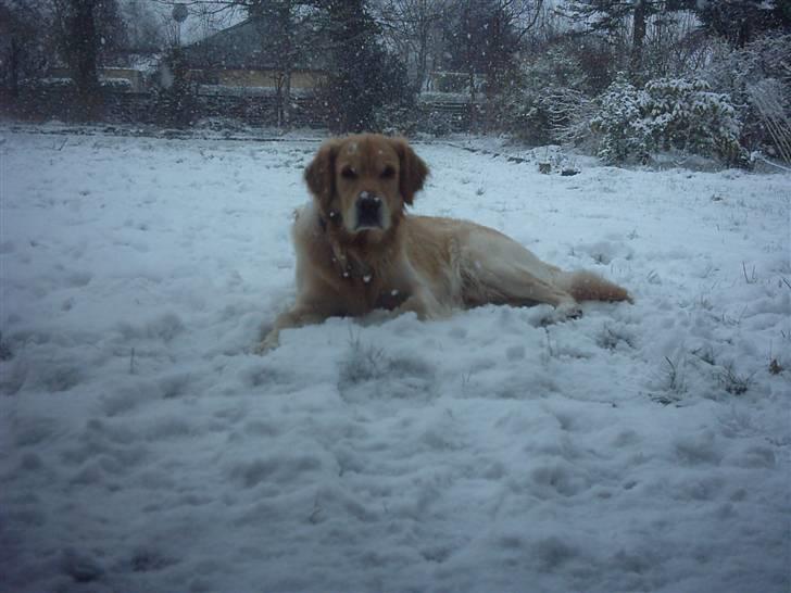 Golden retriever Nova billede 14