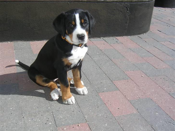 Grosser schweizer sennenhund bonita  billede 9