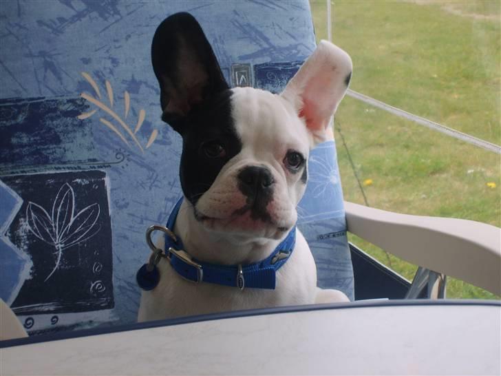 Fransk bulldog Cousteau billede 18