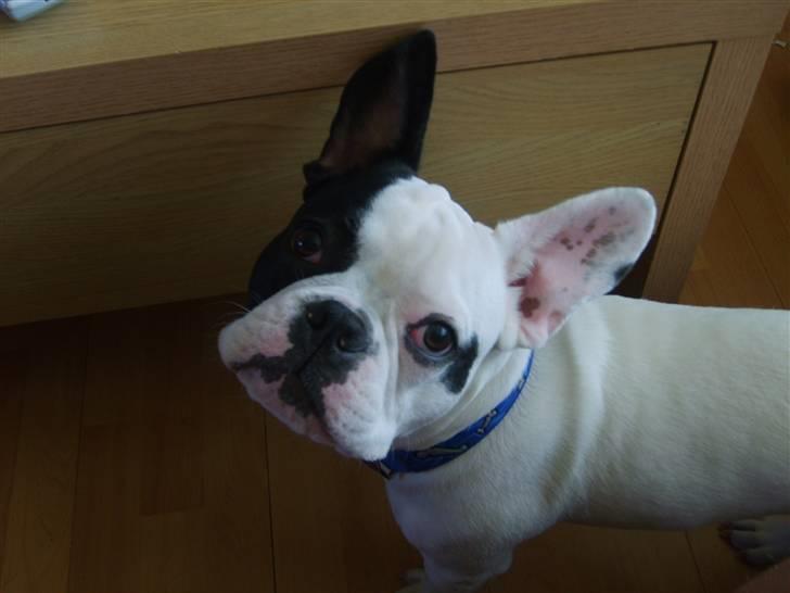 Fransk bulldog Cousteau billede 19