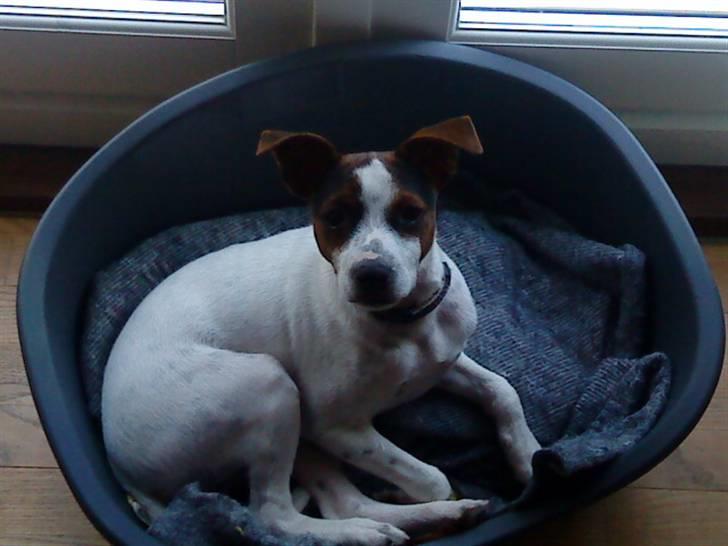 Dansk svensk gaardhund futte billede 7