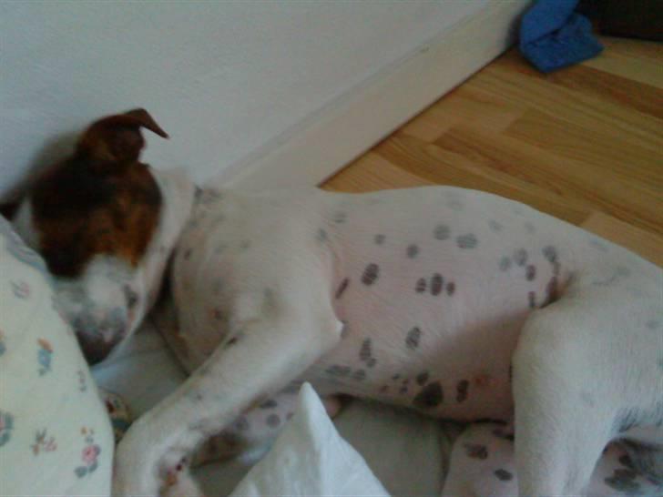 Dansk svensk gaardhund futte billede 8