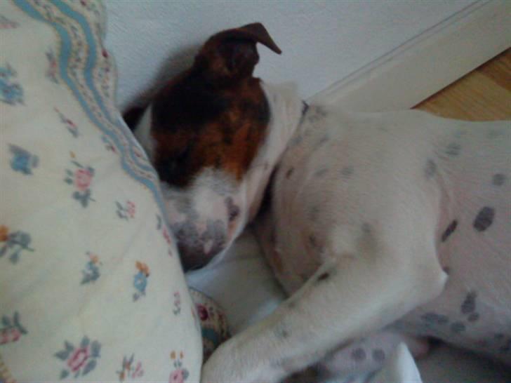 Dansk svensk gaardhund futte billede 9