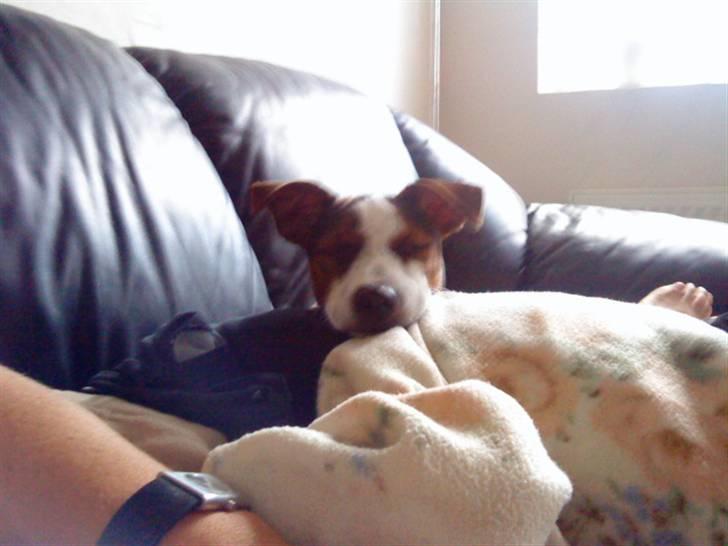 Dansk svensk gaardhund futte billede 10