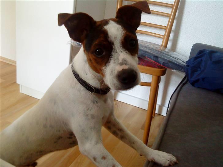 Dansk svensk gaardhund futte billede 11