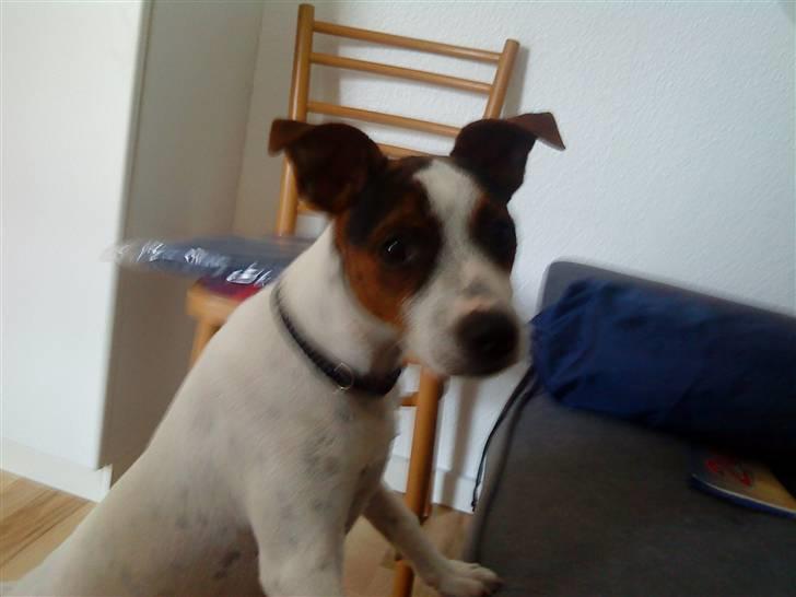 Dansk svensk gaardhund futte billede 12