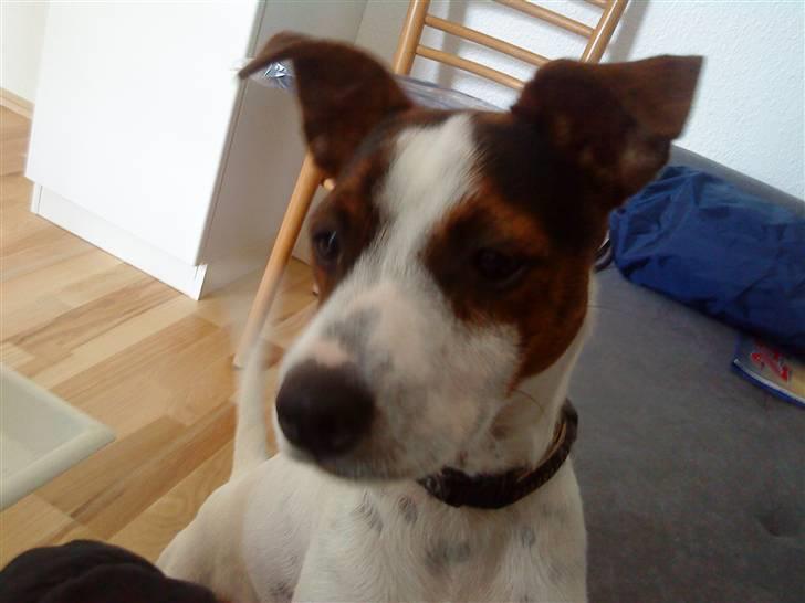 Dansk svensk gaardhund futte billede 13