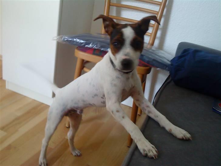 Dansk svensk gaardhund futte billede 14