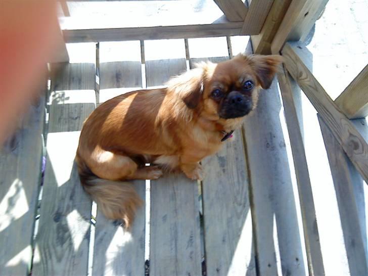 Tibetansk spaniel Bubi billede 11