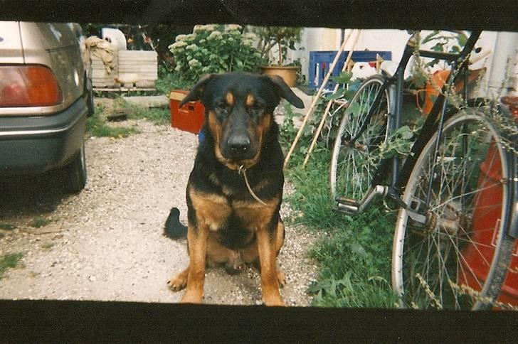 Schæferhund Chang R.I.P. - Velkommen til Chang´s profil billede 1