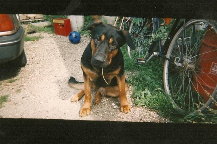 Schæferhund Chang R.I.P. billede 2