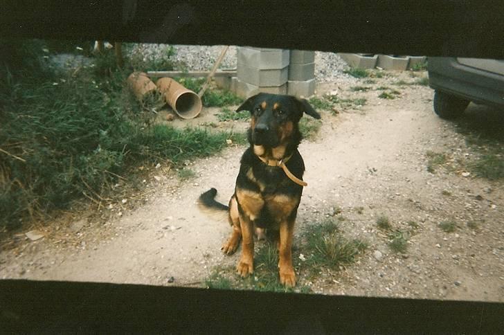 Schæferhund Chang R.I.P. billede 3