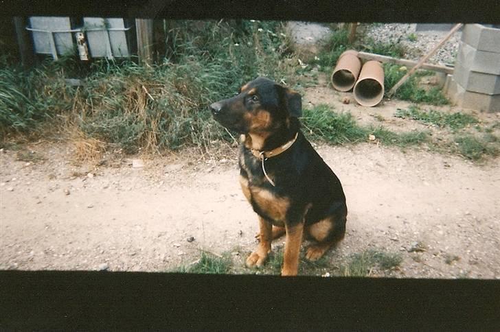 Schæferhund Chang R.I.P. billede 4