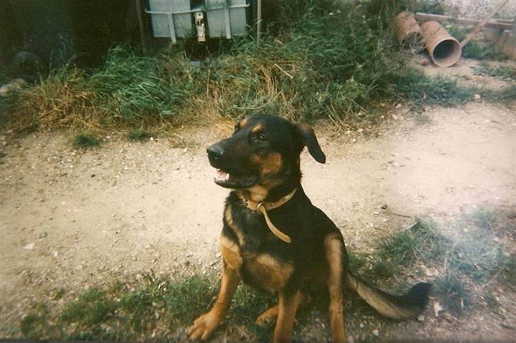 Schæferhund Chang R.I.P. billede 5