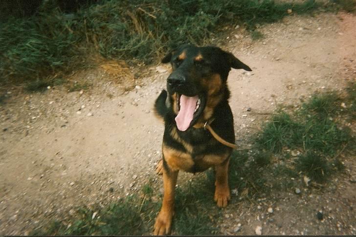 Schæferhund Chang R.I.P. billede 6