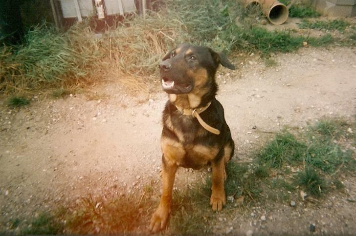 Schæferhund Chang R.I.P. billede 7
