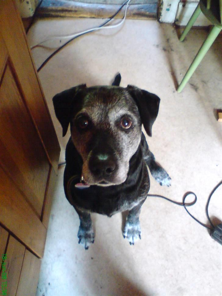 Labrador retriever Victor RIP - uhh kan jeg lugte en godbid? billede 1