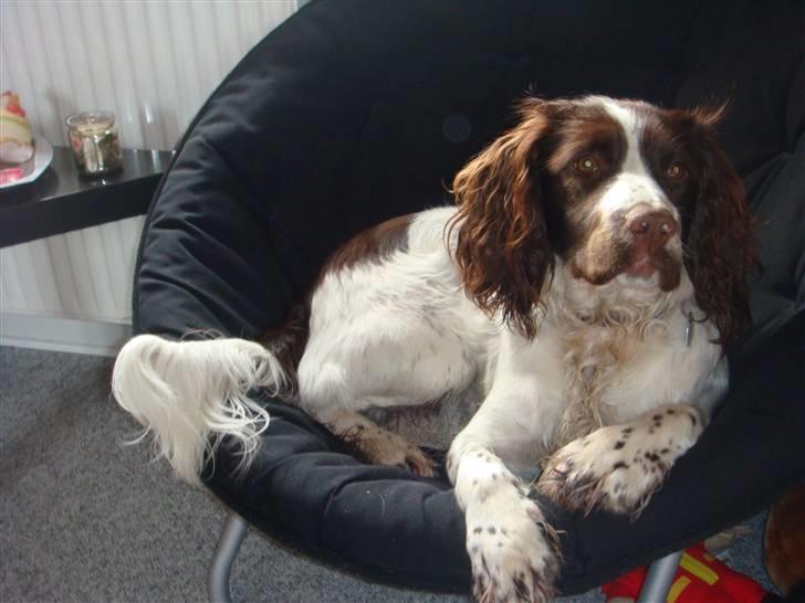 Engelsk springer spaniel Misty af Silver Meadow - Se Mig!
Ca. 2 år:*
Foto:Mathilde-Tak billede 1