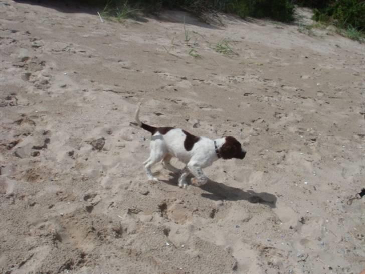 Engelsk springer spaniel Misty af Silver Meadow - stranden - sommer 08 :D
ca. 1 år?
Foto:Mathilde-tak billede 2