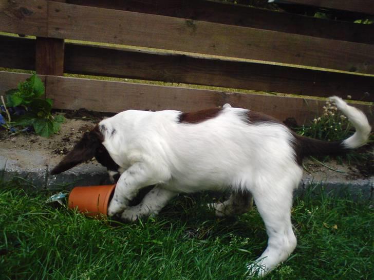 Engelsk springer spaniel Misty af Silver Meadow - vi graver i mors potteplanter:)
6 uger gammel<3
Foto: mor-tak:) billede 3