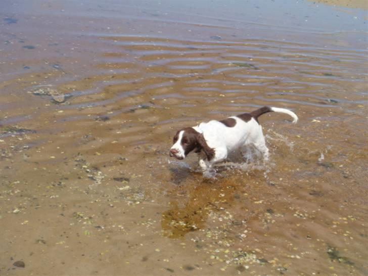 Engelsk springer spaniel Misty af Silver Meadow - vand :D
Ca. 1 år
Foto:? billede 4