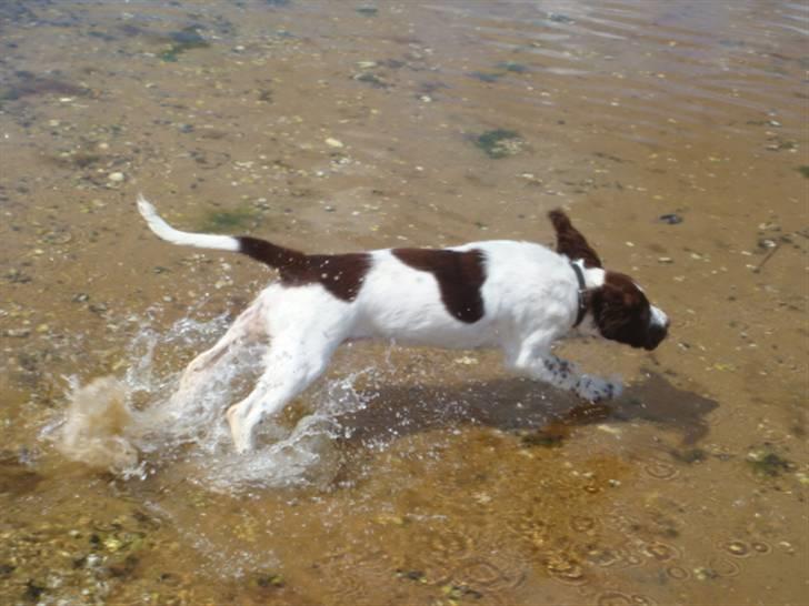 Engelsk springer spaniel Misty af Silver Meadow - Vand hund!!
Ca. 1 år
foto:? billede 5