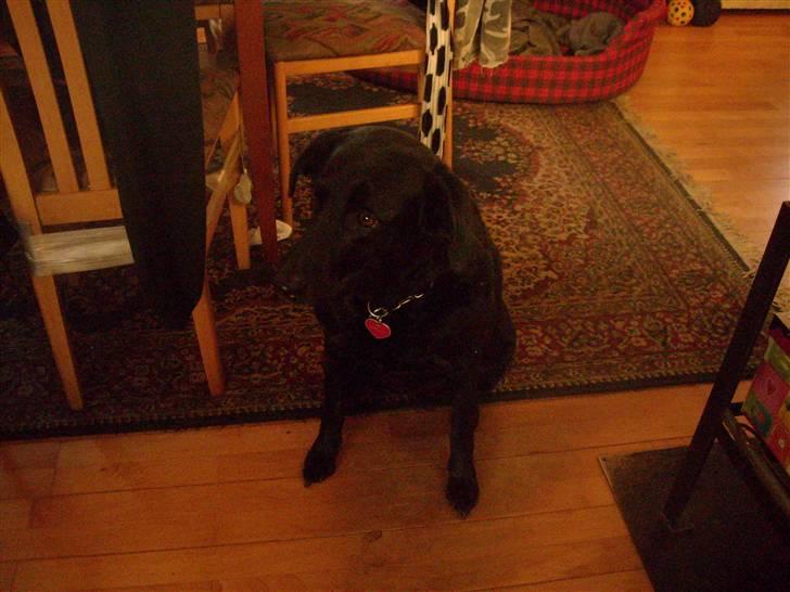 Labrador retriever /blanding Rie<3 billede 12