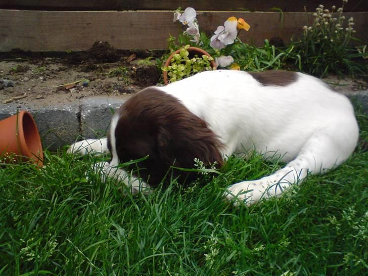 Engelsk springer spaniel Misty af Silver Meadow - Det klør:)
Jeg dejlige 8 uger gammel
Foto:mor-tak billede 6