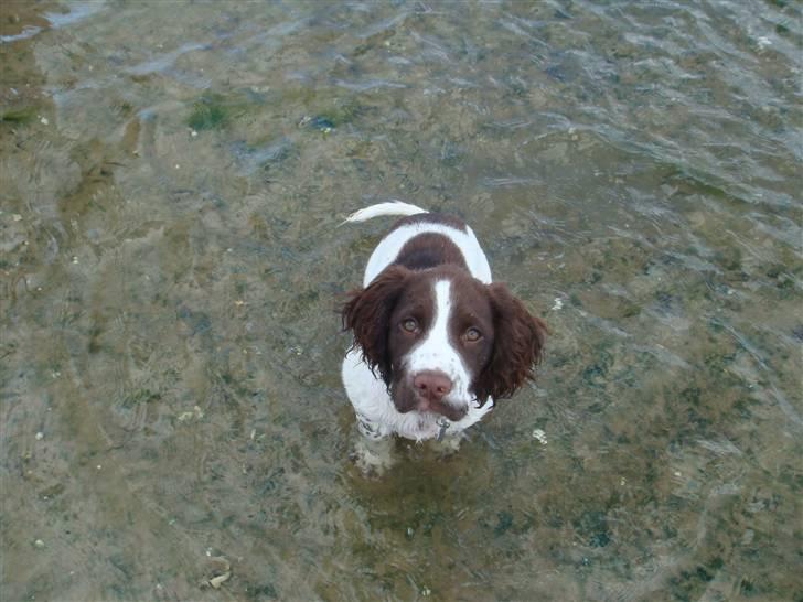 Engelsk springer spaniel Misty af Silver Meadow - Skal jeg side ned? vandet er lidt koldt! og de måger fjerner sig jo ikke af sig selv!
Ca. 1 år
Foto:? billede 7