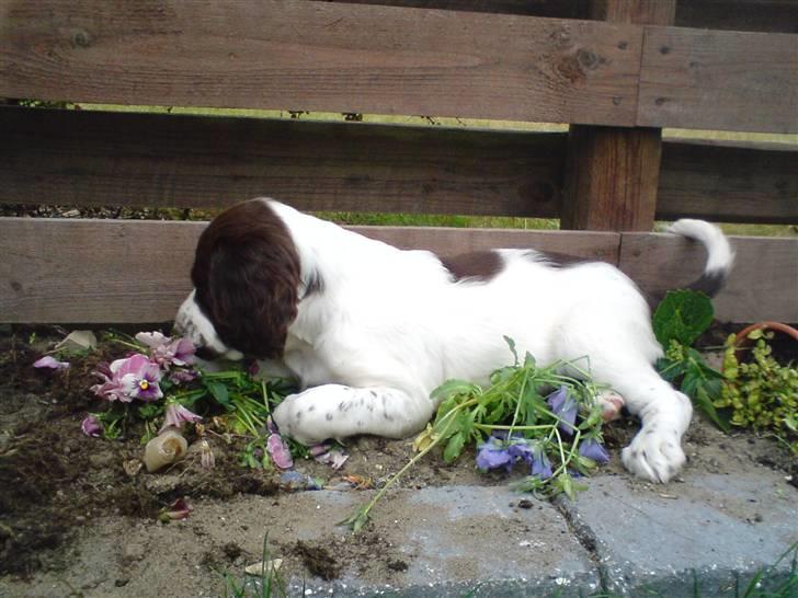 Engelsk springer spaniel Misty af Silver Meadow - Blomster? ja det kan vel også spises!
6 uger:)
Foto:Søren-tak billede 8