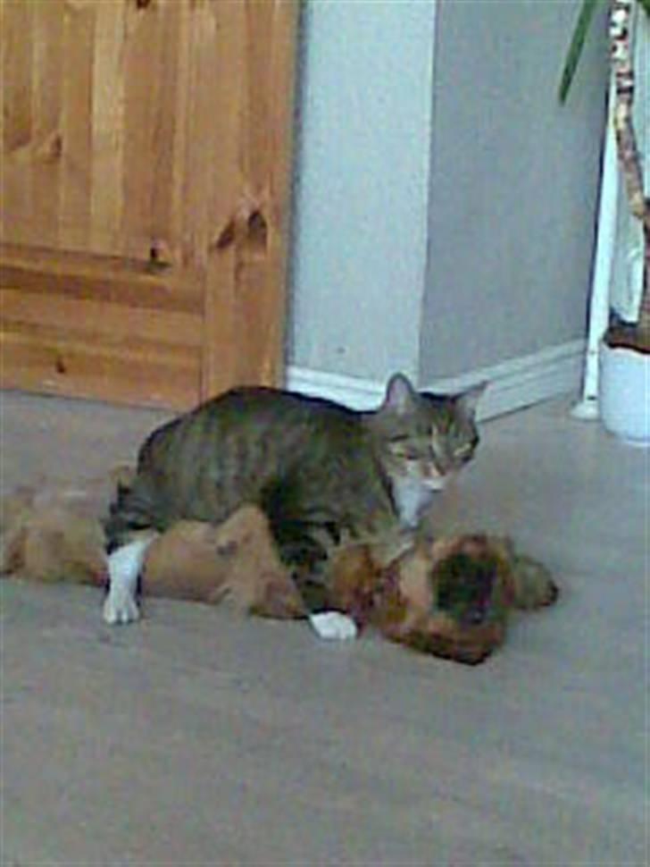 Tibetansk spaniel Bubi billede 12