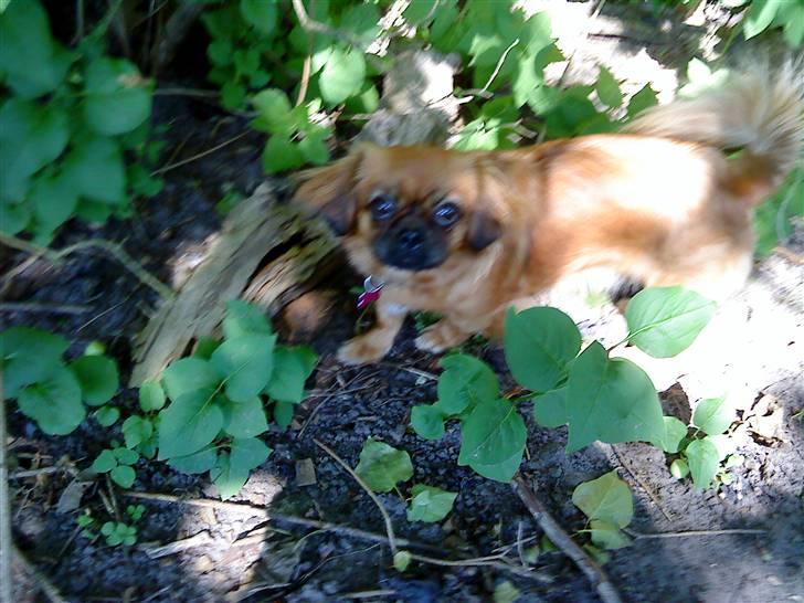 Tibetansk spaniel Bubi billede 13