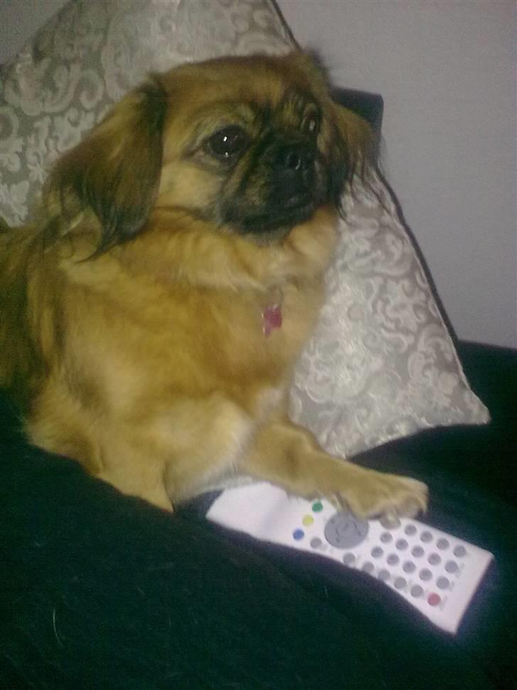 Tibetansk spaniel Bubi billede 14