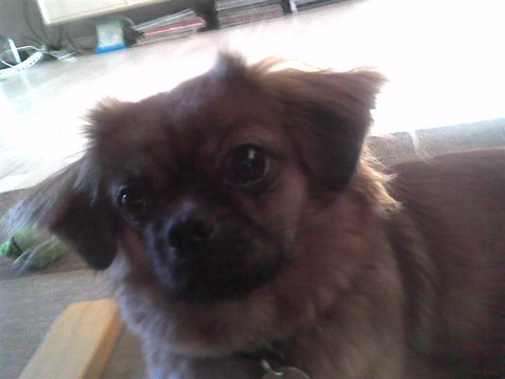 Tibetansk spaniel Bubi billede 15