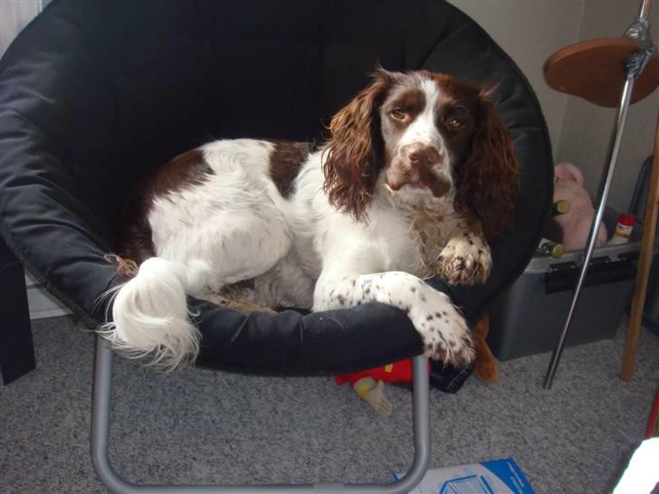 Engelsk springer spaniel Misty af Silver Meadow - Se hvor fin jeg er:)
Ca. 2 år:*
Foto:Mathilde-Tak billede 9