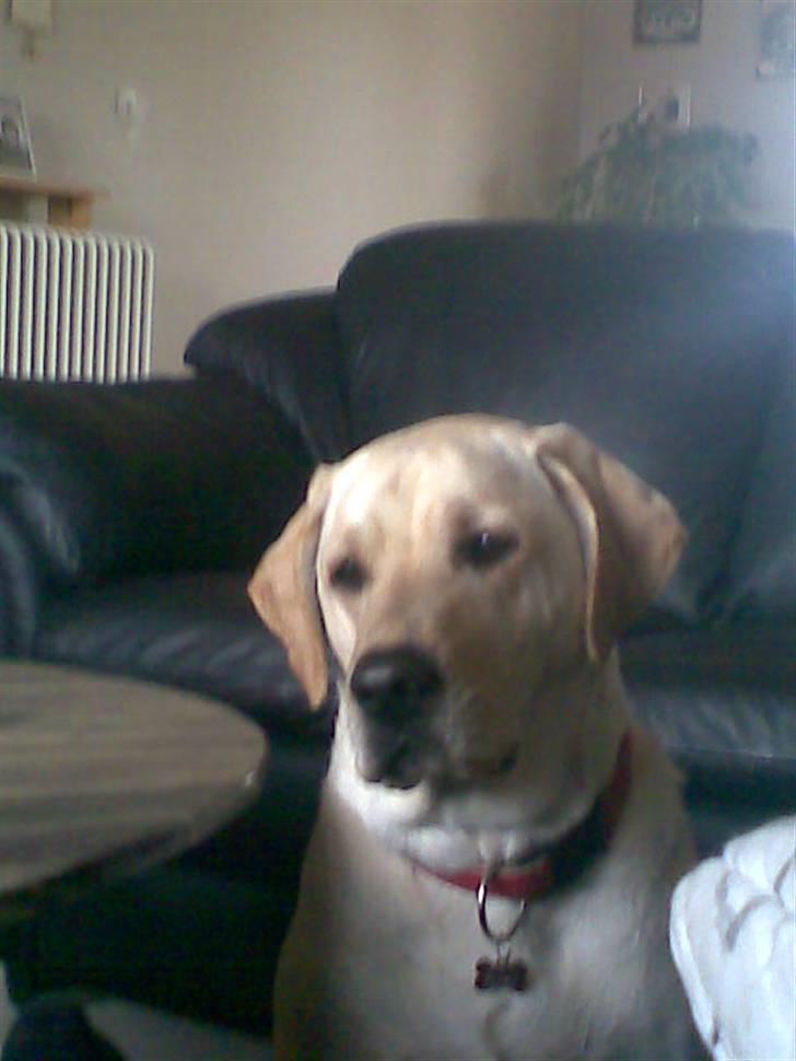 Labrador retriever Melanie billede 6