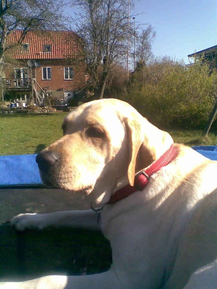 Labrador retriever Melanie billede 7