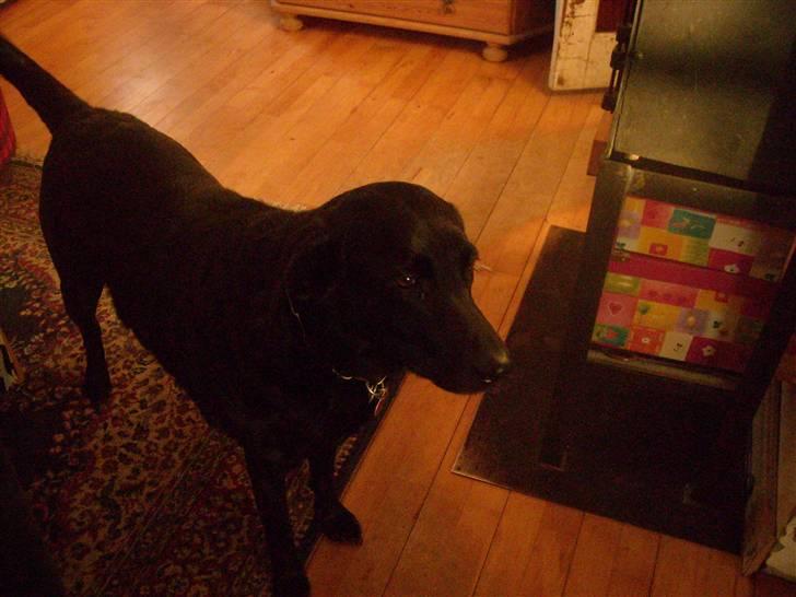 Labrador retriever /blanding Rie<3 billede 13