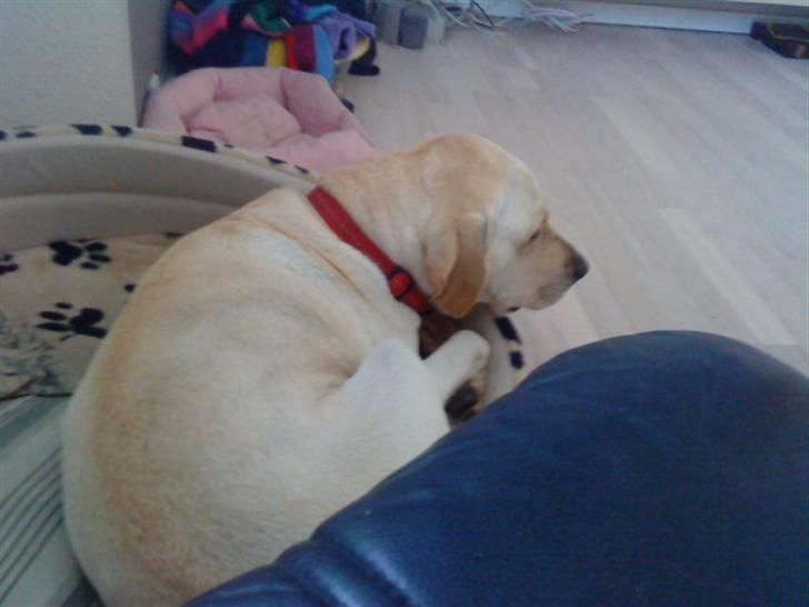 Labrador retriever Melanie billede 8