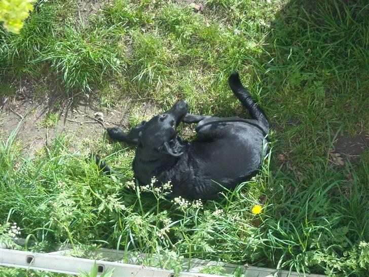 Labrador retriever /blanding Rie<3 - Billedet er tage oppe fra 1 saglen billede 14