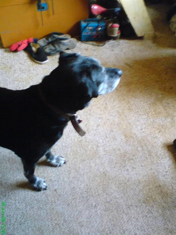 Labrador retriever Victor RIP - wuf! wuf! hvem vover at køre på min vej?! billede 2