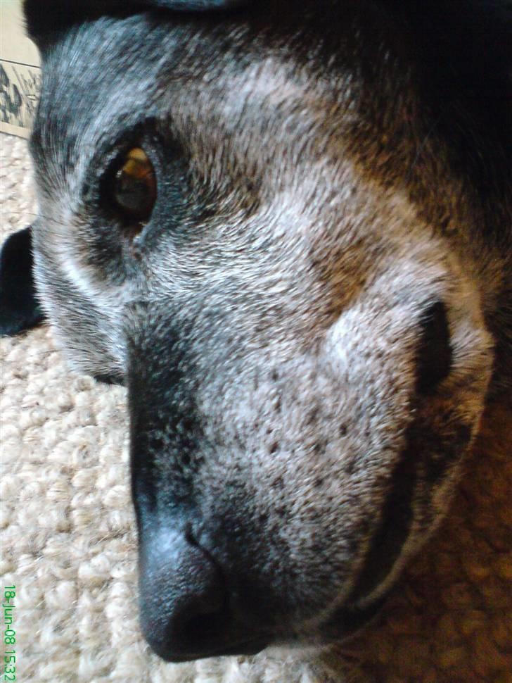 Labrador retriever Victor RIP - la mig være! jeg soover... billede 3