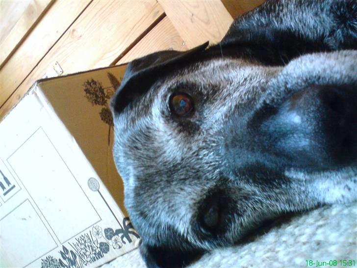 Labrador retriever Victor RIP - hva var det du ikk forstod? jeg sover... billede 4